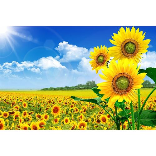 向日葵背景装饰海报向阳花太阳花玻璃贴纸葵花风景花卉图片梦倾城 3