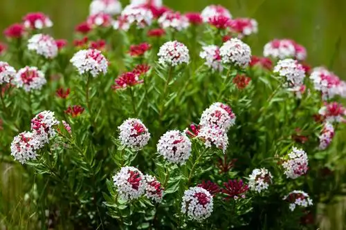 顽强生长的狼毒花