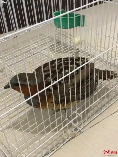 犯罪嫌疑人诱捕的野生竹鸡