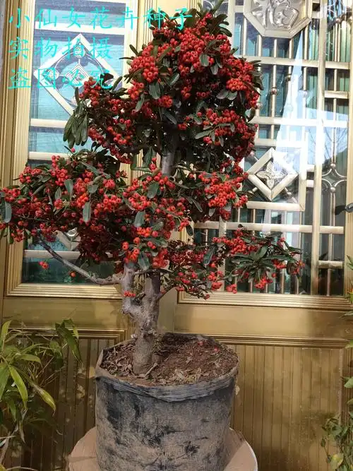 火棘盆栽老桩带果耐寒年宵花卉满堂红吉祥果观花观绿植