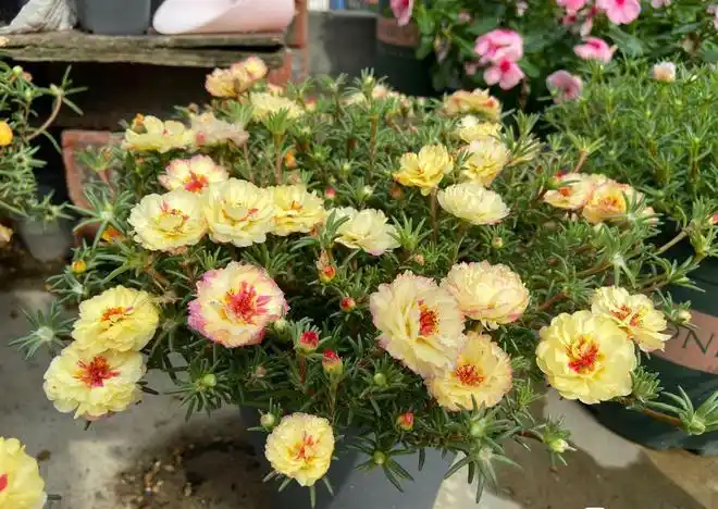 喜欢太阳花就养籽播重瓣的颜值高花期长养护也简单