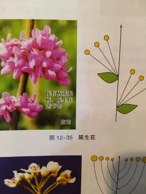 和花草姐姐一起学习植物学知识――花序形态无限花序一