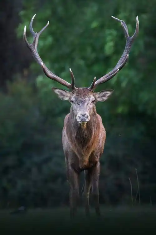 face to face动物摄影作品