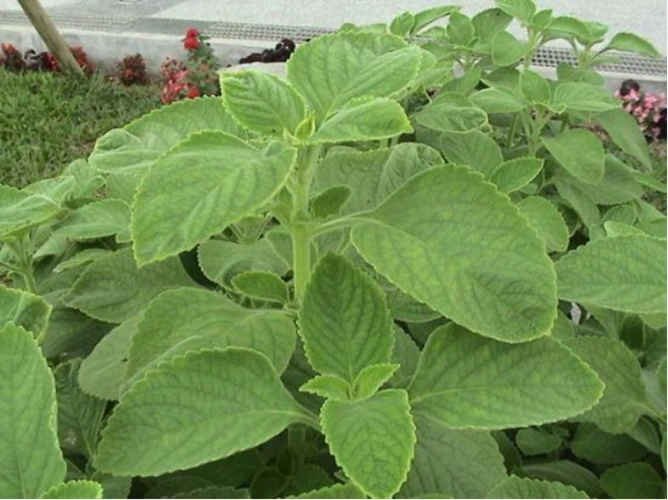 广藿香竟然是香料鼻祖?