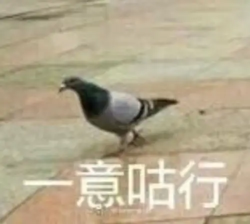 鸽子表情包 一意孤行