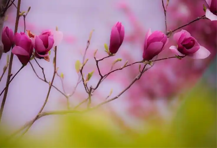 春天,是一个万物复苏,绽放生机的季节.