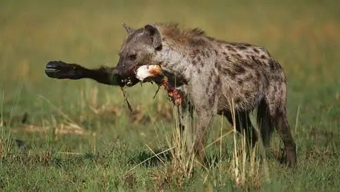 非洲鬣狗凶残活吃大水牛,只是这水牛也太淡定了吧