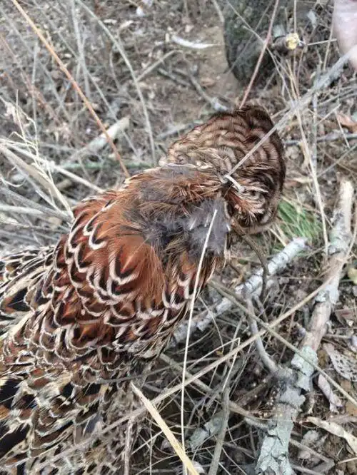 竹鸡吊脚套有几种做法