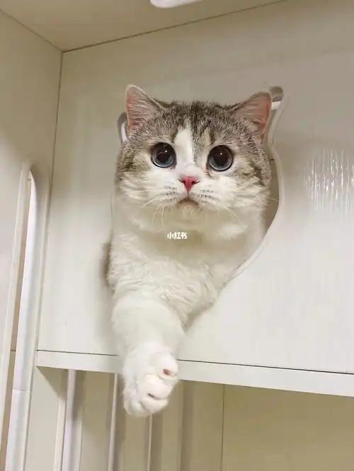 小脑斧  #抓住一只小脑斧  #欧洲双色英短  #圣火喵喵教  #我家宠物