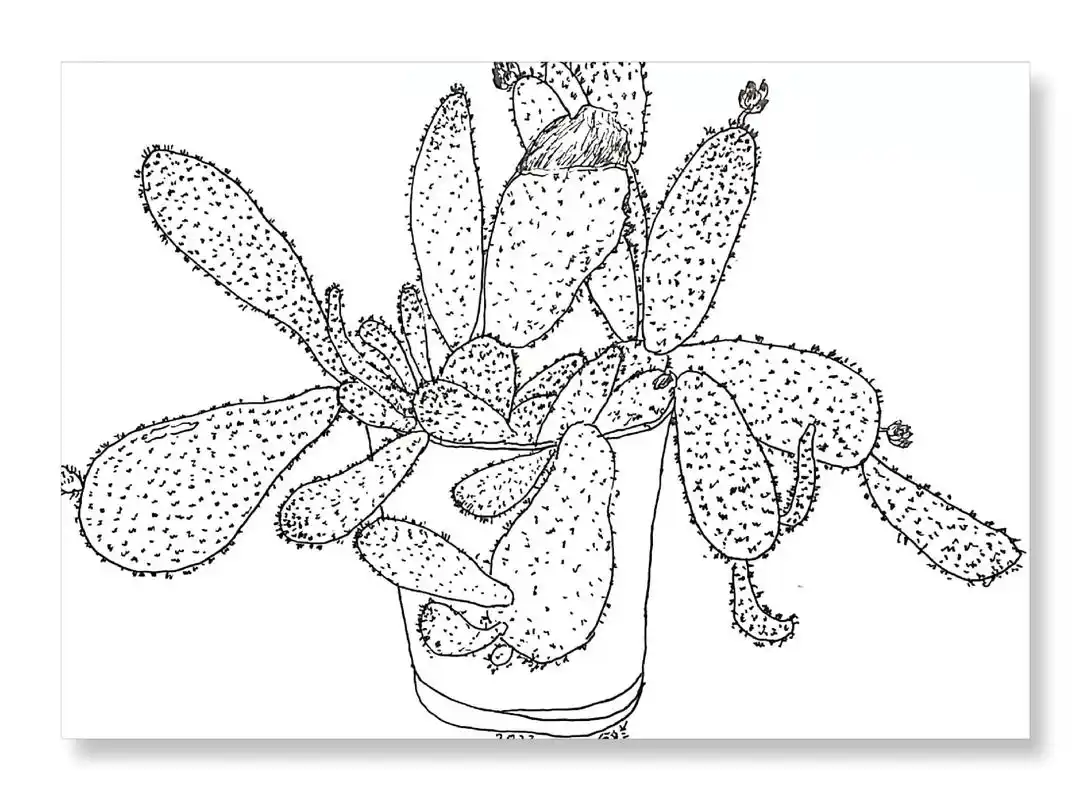 仙人掌91写生#画渣小鱼日常#植物写生#黑白 - 抖音