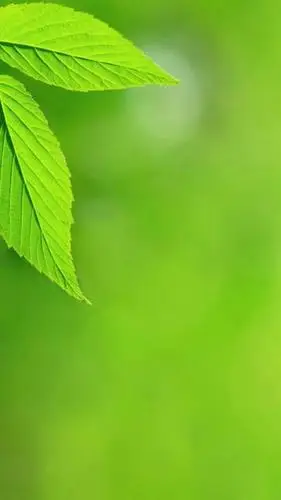 清新护眼绿色叶子