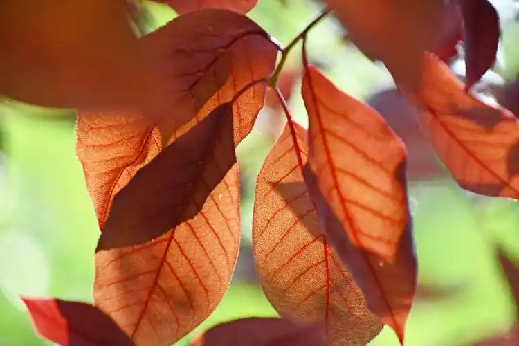 紫叶李树叶原创拍摄