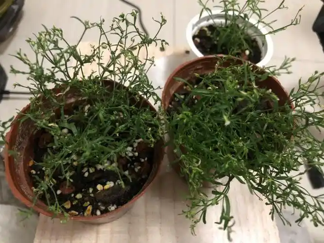 籽播满天星卷叶干尖黑点