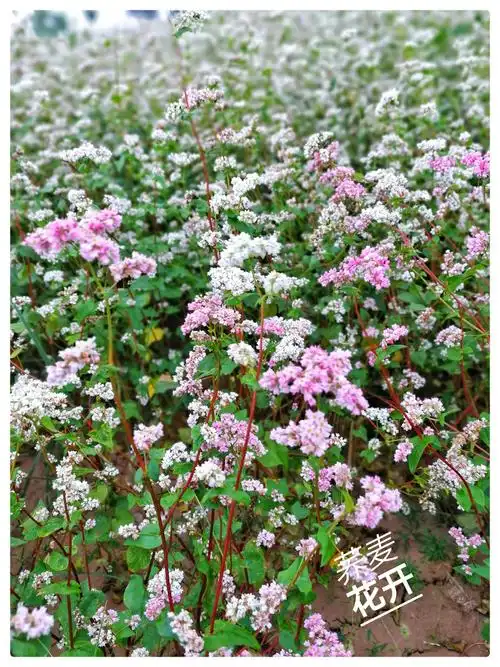荞麦开花似海棠