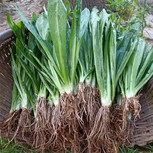 云南新鲜大芫荽老缅芫荽苗泰国香料刺芫荽刺芹大芫茜越南香菜2斤带根