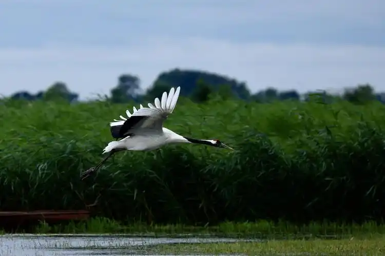 扎龙自然保护区里的单顶鹤
