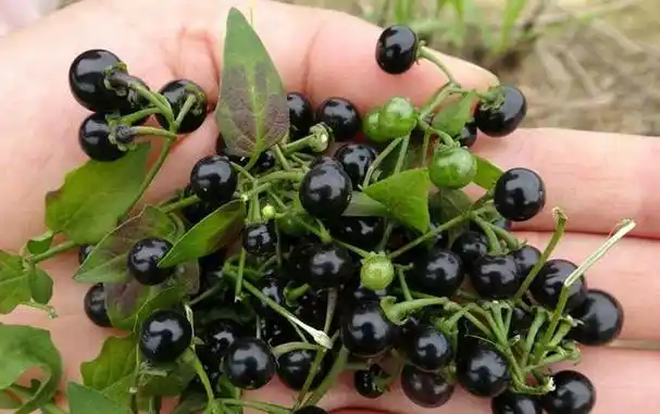 龙葵果可以吃吗?新鲜水果可吃,需食用成熟果实!