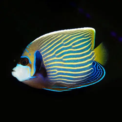 蓝圈蓝纹北斗直纹皇后神仙鱼大型神仙海水鱼活体海水缸检疫秒颗粒