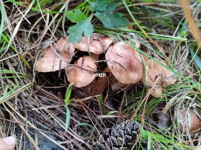 有没有人知道这个菌子可以吃吗
