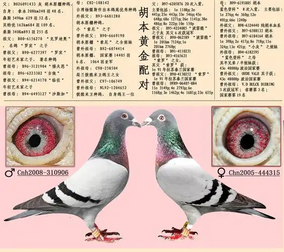 16组超级黄金配对案例,血统鸽眼体型解析__凤凰网