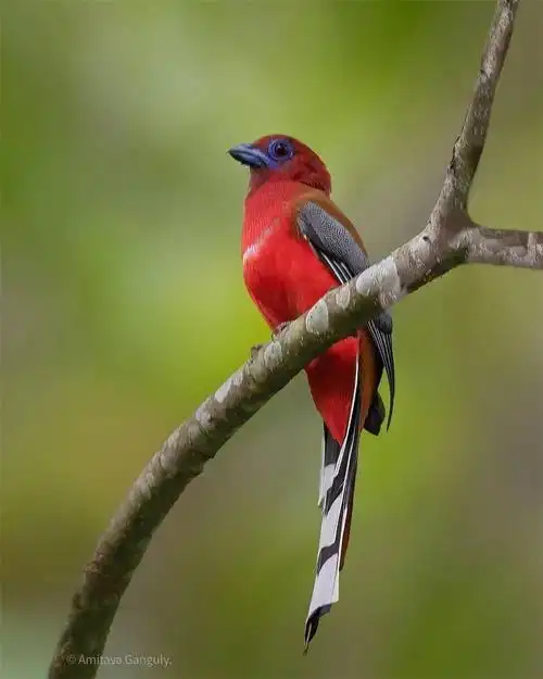摄影你见过这么漂亮的鸟吗