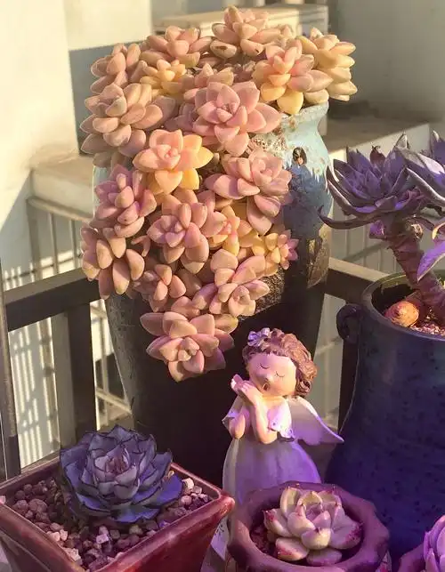 夕阳照耀下的美杏锦是不是让人有一种想咬一口的冲动