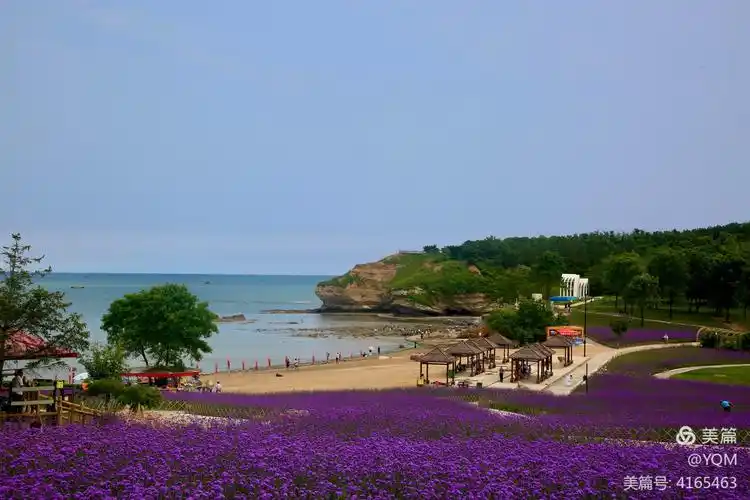 其它 心悦岛-夏伏紫色梦 写美篇当花遇上了海,大连金石滩心悦岛美出新