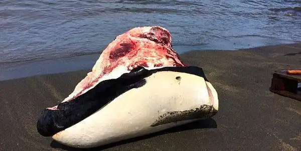 残忍加勒比海岸鲸鱼惨遭捕杀售卖