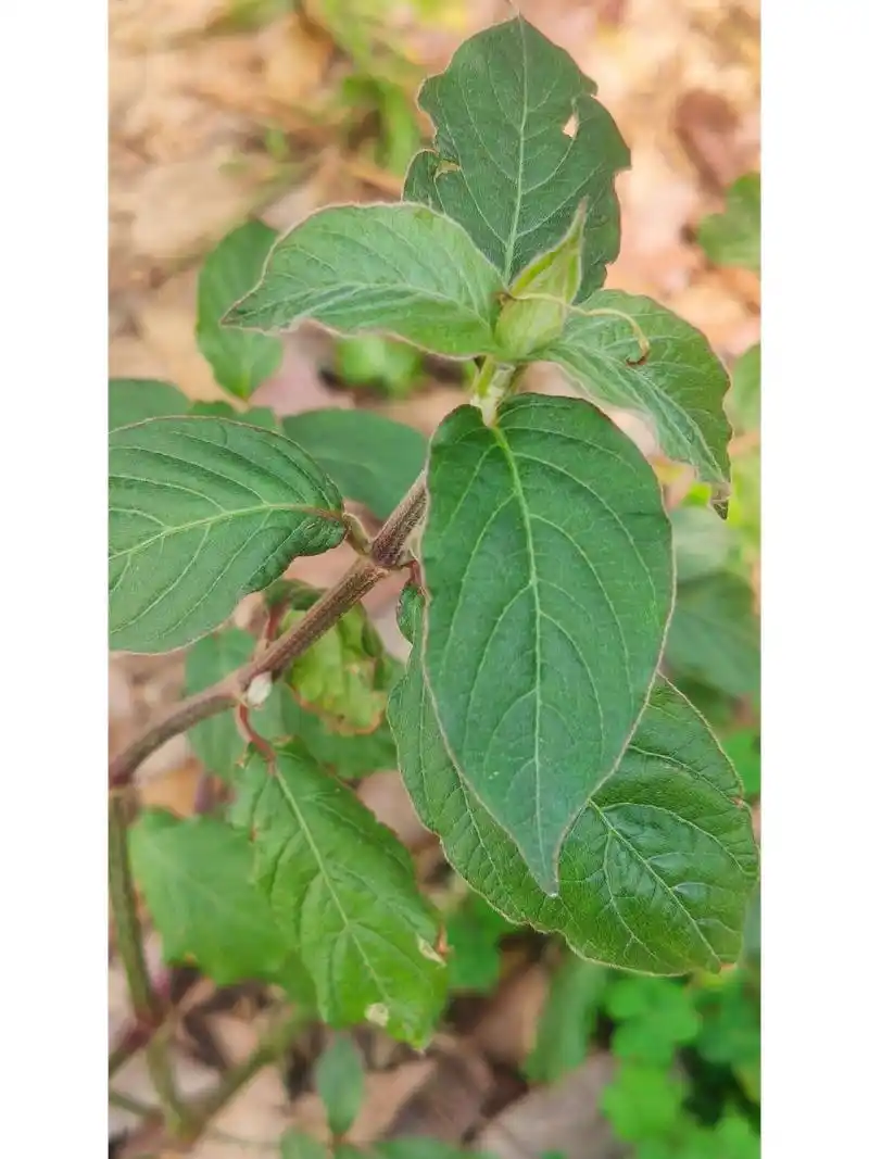 土牛膝 学名:土牛膝,苋科,牛膝属. 江湖人称:倒钩草,倒扣草.