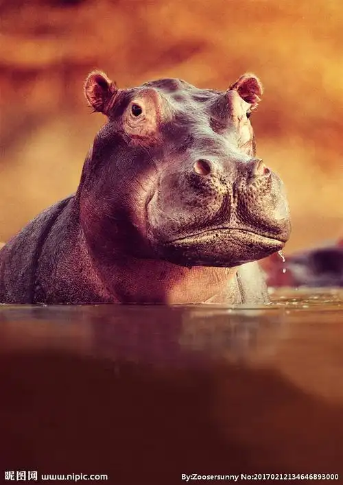 河马摄影图__野生动物_生物世界_摄影图库_昵图网nipic.com