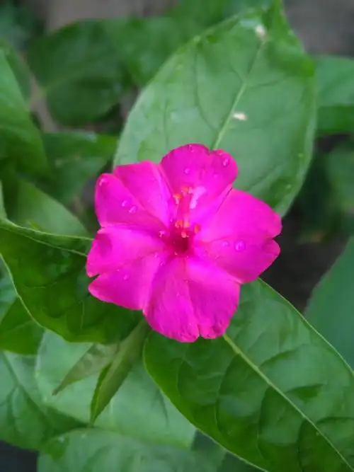 粉豆花儿94开……96969696 - 美篇