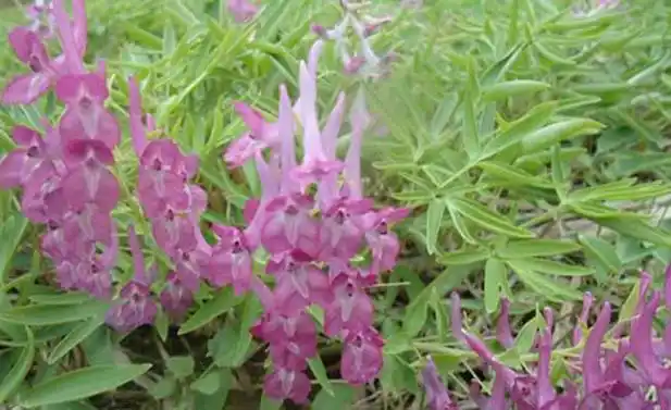 元胡的高效种植技术