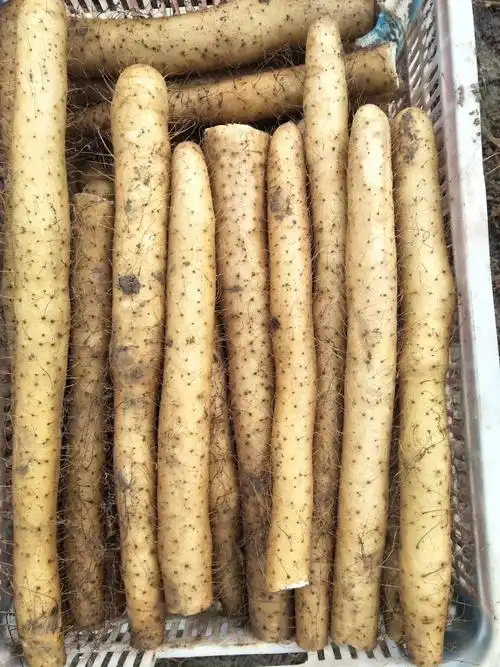 九斤黄山药 50~70cm