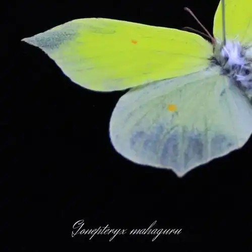 尖钩粉蝶gonepteryxmahaguru