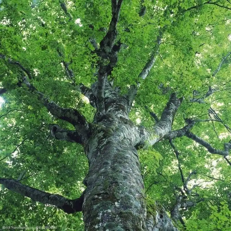 参天大树图片