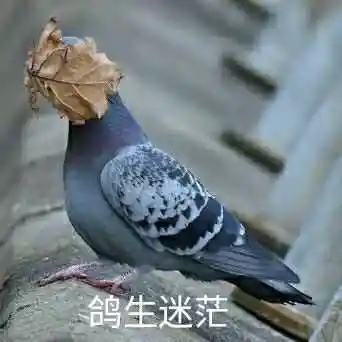 咕咕咕鸽子表情包 - 燕子图片网,一个充满欢乐的表情包,头像图片乐园