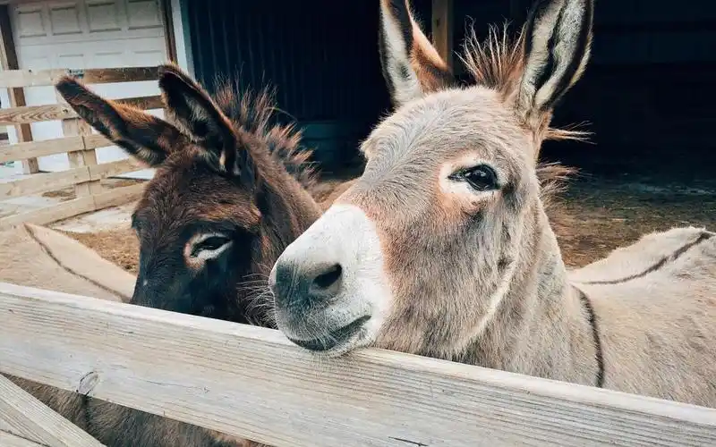 可爱的小驴,高清图片,电脑桌面-壁纸族