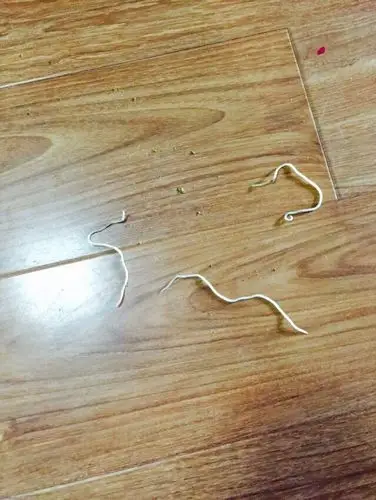 狗狗这两天拉的便便很多长长的白色虫子,短的两厘米