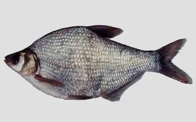 鳊鱼的品种及图片大全