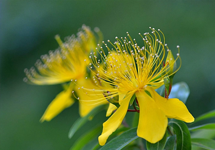 【诗词】金丝万缕吐相思,诗词里的金丝桃,灿若金丝,惹人喜爱!