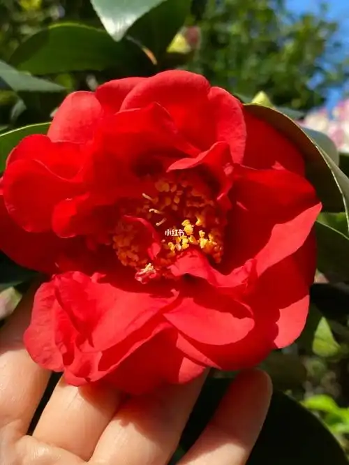 四季茶花|夏日文清_夏天去哪玩_日记_秘密花园_园艺_养花_茶花_家居