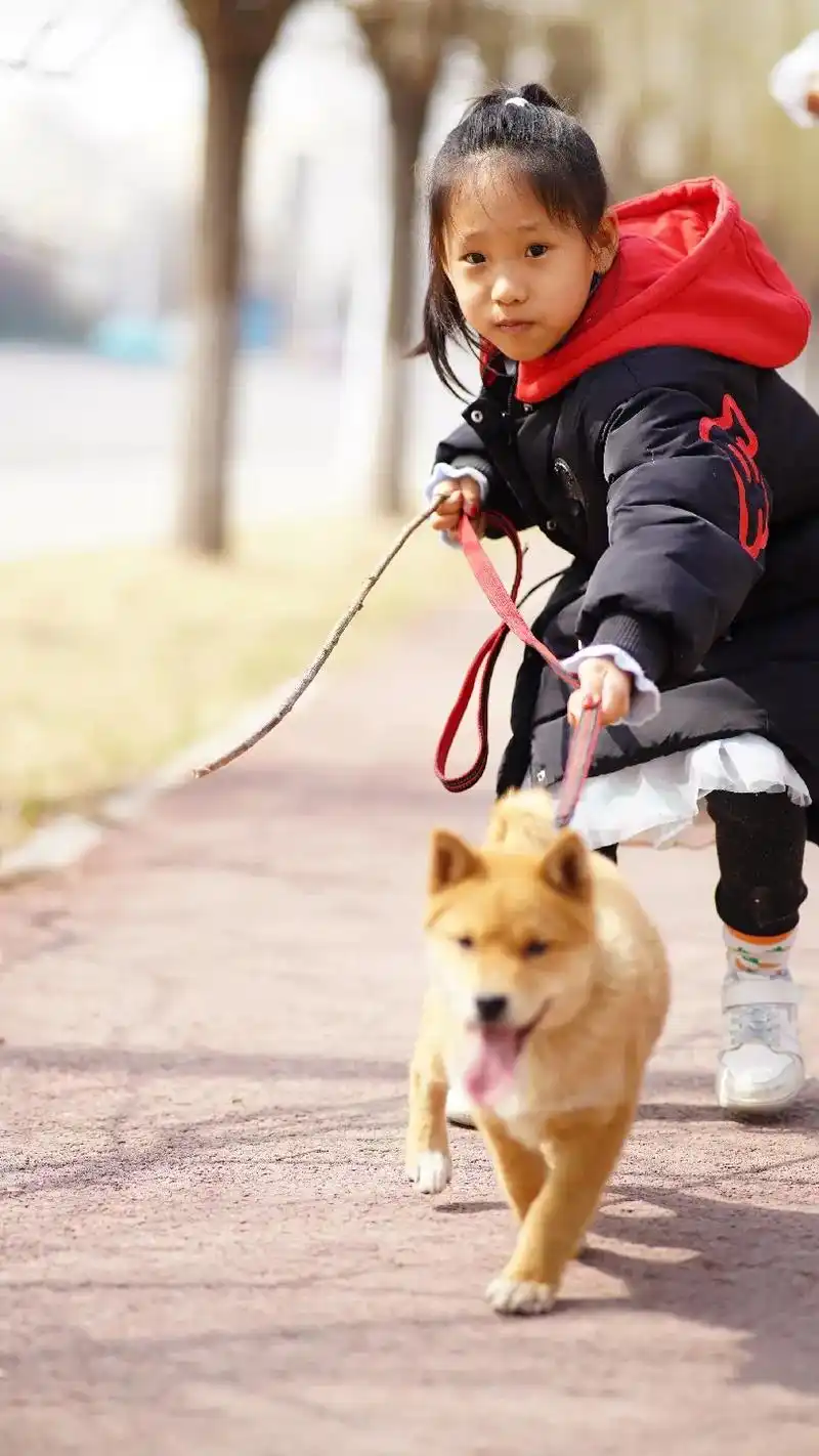 微笑柴犬 狗是人类最忠诚的朋友请善待它 万物皆有灵性,请善待 - 抖音