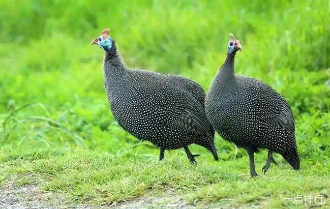 中国十大名鸡品种排名 丝羽乌骨鸡颜值最高