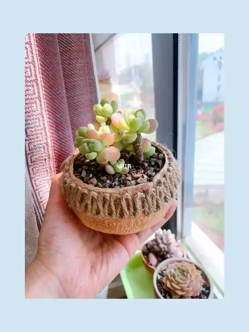 手工椰子壳花盆!美观好用又环保!
