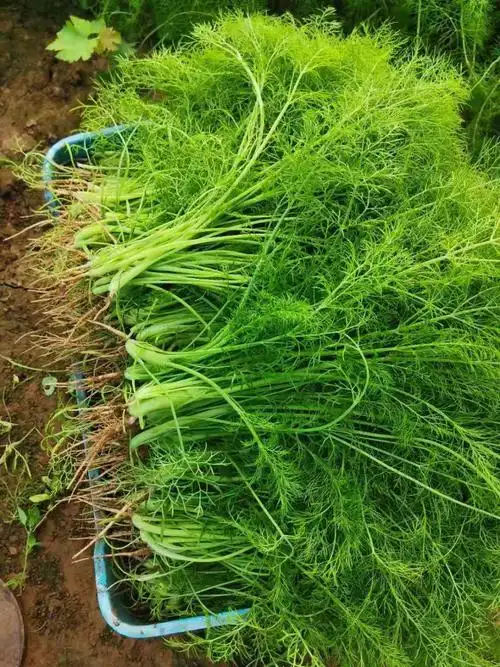 年货精选河北带根小茴香头茬新鲜现拔茴香菜新鲜蔬菜饺子馅四斤净重