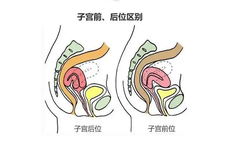 孕前和孕后的子宫位置区别(女性必看从受孕到分娩)