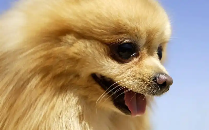 超萌可爱的宠物狗狗高清写真图片分享