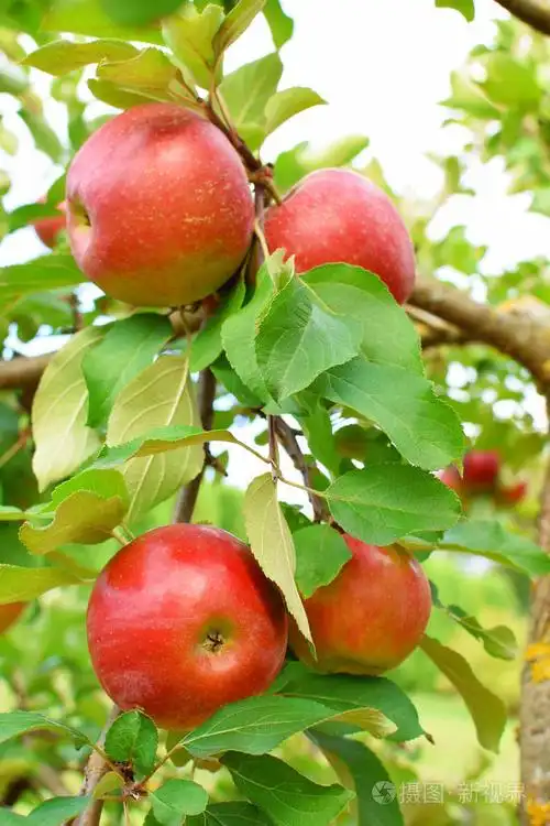 苹果树上的红熟苹果在阳光明媚的夏日花园的绿叶背景上照片-正版商用