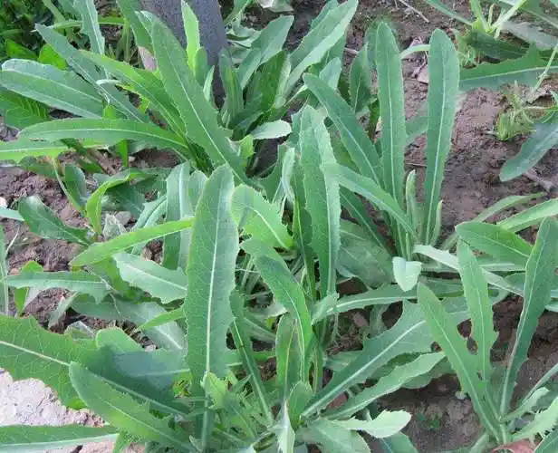 农村这种植物,是野菜,也是药材,常常采回家当野菜食用