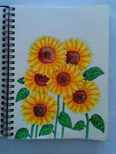 彩铅手绘向日葵简笔画